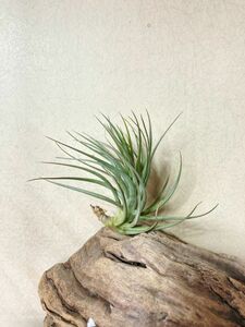 【Frontier Plants】 【現品】チランジア・テヌイフォリア・レインフォレストフローラ　T. tenuifolia Rainforest Flora エアープランツ