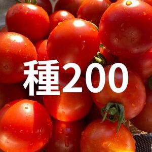 中玉トマト種子200粒