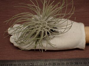 Tillandsia plumosa チランジア・プルモサ 551★エアプランツEP