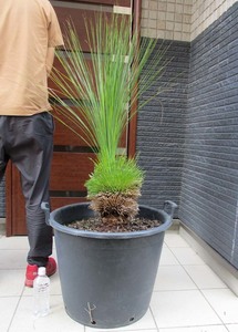 【現品】クサントロエア・グラウカ　xanthorrhoea glauca　通称：ブラックボーイ(Black boy)　グラスツリー　17号相当　ｆ５