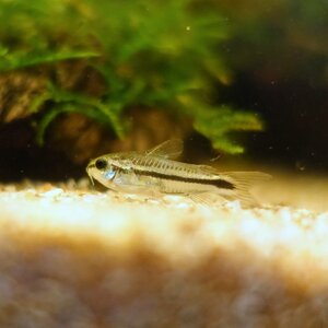 熱帯魚　コリドラス・ピグミー　1匹　※雄雌のご指定不可　生体