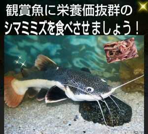 観賞魚の餌に抜群！新鮮！採れたて直送！シマミミズ100匹セット☆良く食べます！栄養満点☆爬虫類の餌、亀の餌、釣りの餌、コンポストに！