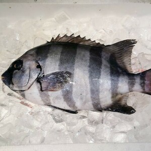 石鯛 イシダイ （約800-1200g） 宇和海 刺身 煮魚 焼魚 干物 送料無料 宇和海の幸問屋