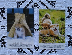 【古い絵葉書】秋田犬の仔犬 各種 2枚 日本犬 秋田県大館市 ハチ公の里