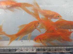 鉄魚・オレンジ、１０ｃｍ、５匹、選別品★★