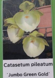 【北軽ガーデン】＊熱帯植物＊Catasetum pileatum`Jumbo Green Gold`＊洋ラン原種＊カタセタム　ピレアタム＊タケノコ系＊コロンビア原産＊