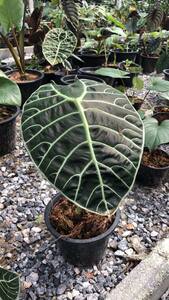 アロカシア Alocasia Watsoniana No6