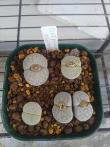 種子30粒　C104 リトープス　アルケレー　Lithops archerae