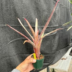 ブロメリア　コレクション　Neoregelia bahiana pabstiana