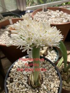 ①ハエマンサス・フミリス　ケイボロタイプ　Haemanthus humilis ssp. humilis Kei Bolo White 実生苗