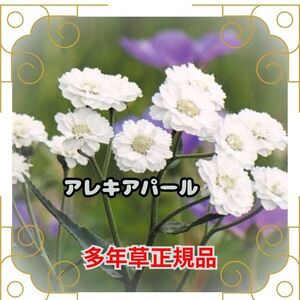 種 アキレア パール 15粒 多年草 正規品 即決 花壇 切花 プランター 花 簡単 ドライフラワー タネ たね 種 春まき 秋まき 