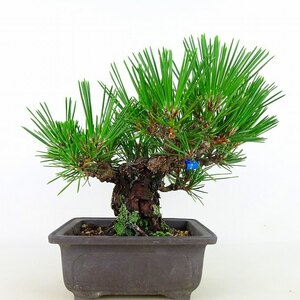 盆栽 松 黒松 樹高 約16cm くろまつ Pinus thunbergii クロマツ マツ科 常緑針葉樹 観賞用 小品 現品