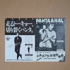 パンタ&ホール PANTA & Hall 1980X TKO Night Light 雑誌レコード広告 1980年【切り抜き 2ページ】