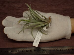 Tillandsia pseudomicans チランジア・シュードミカンス 533■エアプランツEP