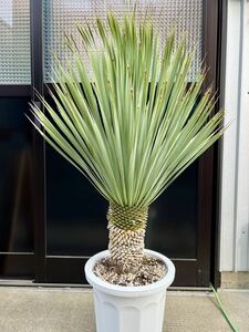 ユッカ ロストラータ Yucca rostrata ②