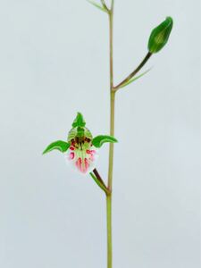 中国寒蘭 杭州寒蘭「山採り(青花大円舌)」 2本立 花付き 葉長は約46cm ｛春蘭、寒蘭、万年青、日本春蘭、中国春蘭、富貴蘭 ｝