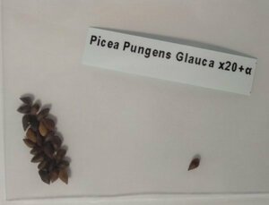 コロラドトウヒ グラウカ 種子20粒+α Picea Pungens Glauca 20 seeds +α プンゲンストウヒ ブルースプルース