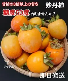 みょうたん柿 17個入り 干し柿(吊るし柿)用 渋柿 ★最終収穫分