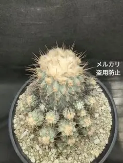 現地球　Copiapoa　大株　迫力　コピアポア    ギガンティア　逆鱗丸