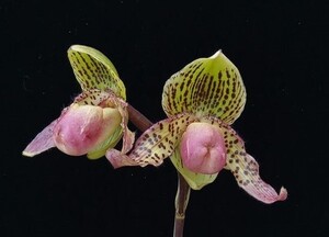 【北軽ガーデン】＊パフィオ＊Paph.Vanguard x hanryanum＊パフィオ特殊交配＊他に無いイメージの花＊コンパクトな株＊