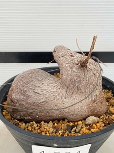 4894 「塊根植物」ディオスコレア　シルバチカ　亀甲竜 植え【発根・多肉植物・Dioscorea sylvatica】