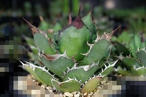 Agave oteroi アガベ　オテロイ 種子 500粒