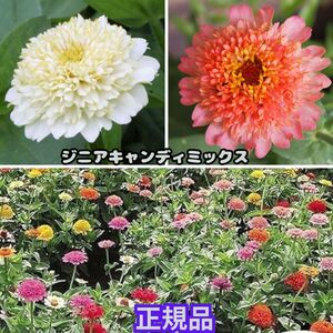 種 ジニア キャンディーミックス 10粒 正規品 花期 長い 切り花 花壇 プランター 鉢 花 簡単 初心者 百日草 たね タネ 種子 春まき