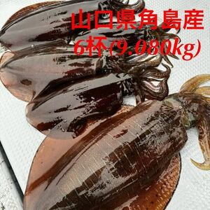 山口県角島産アオリイカ6杯9.080kg(冷凍・即神経〆・新鮮・送料込)