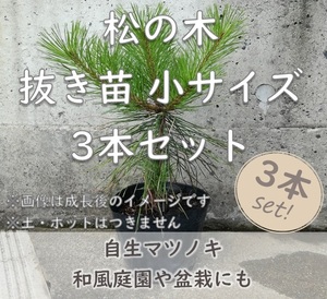 送料無料◆松 マツ 抜き苗 3本 小サイズ 盆栽 苗木 庭木 植樹 緑化 植林などにも 松の木 天然 実生苗 岡山県産 園芸 根付苗