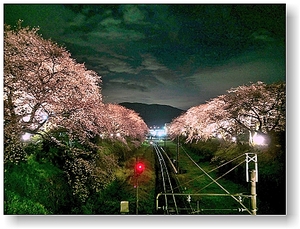 オリジナル フォト ポストカード 2009年 山北町 線路沿いの夜桜