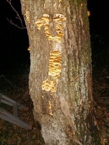 天然キノコ 岩手県産ナメコ 2.5kg