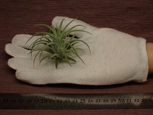 Tillandsia ionantha 