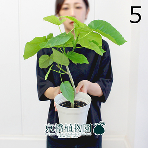 【現品】フィカス・ウンベラータ 5号（5）Ficus umbellata