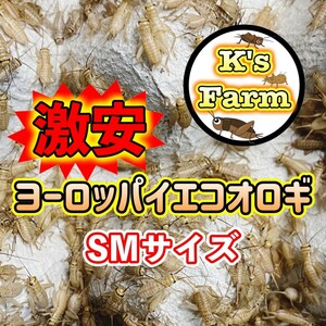 MSサイズ300匹(死着保証込み)約(0.8～1.2cm)激安ヨーロッパイエコオロギ。