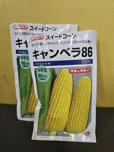 トウモロコシ種　キャンベラ86　200粒×2袋　未開封有効期限切れ