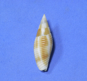 貝の標本 Cancilla rubiginosa 35.6mm.