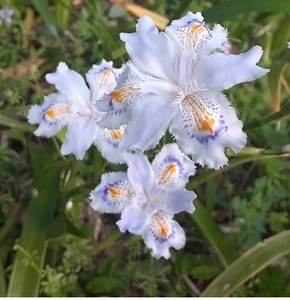 ☆春の花☆大特価出品！希少山野草　幻の花　腐葉土育ち　良質シャガ・著莪の茎と葉　5茎+おまけ1茎（アヤメ科）4月開花