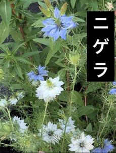 200粒に増量！　ニゲラ　青・白　種子　たね　タネ　種　クロタネソウ