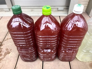 PSB(光合成細菌) 　12L（12000ｍｌ）　自家製　　メダカの稚魚などに　ゆうパックおてがる版