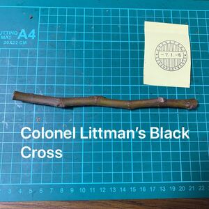 Colonel Littman’s Black Cross穂木　① イチジク穂木 いちじく穂木