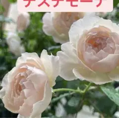 ER 人気苗 新芽あり ポットに植えたまま発送