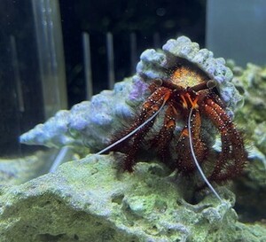 コモンヤドカリ　石垣島産