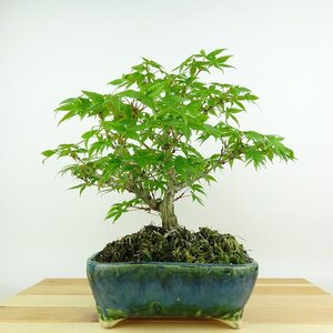 盆栽 紅葉 樹高 約23cm もみじ Acer palmatum モミジ カエデ科 落葉樹 観賞用 現品