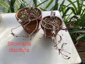 ②ストルマリア・ディスシフェラ　Strumaria discifera 3球植え　開花球