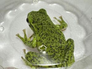 066 モリアオガエル 約6cm オスメス不明 フルスポット ブラック系神奈川県産 かえるカエル蛙生体