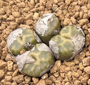 コノフィツム　Conophytum angelicae ARM1180 ③