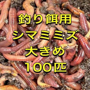 釣り餌用シマミミズ 大きめ 100匹「管理番号1」