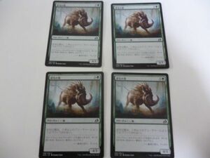 4枚 逆毛の猪 Bristling Boar C イコリア 巨獣の棲処 Ikoria MTG マジック・ザ・ギャザリング 日本語