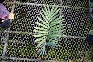 2411104☆AO☆珍ソテツ タイのソテツ　タイ・シルヴァー 実生 Cycas sp.Thai Silver 100サイズ