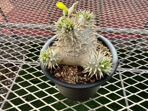 パキポディウム エニグマチカム【25】 Pachypodium enigmaticum 実生 塊根 コーデックス 多肉植物●国分グリーンファーム